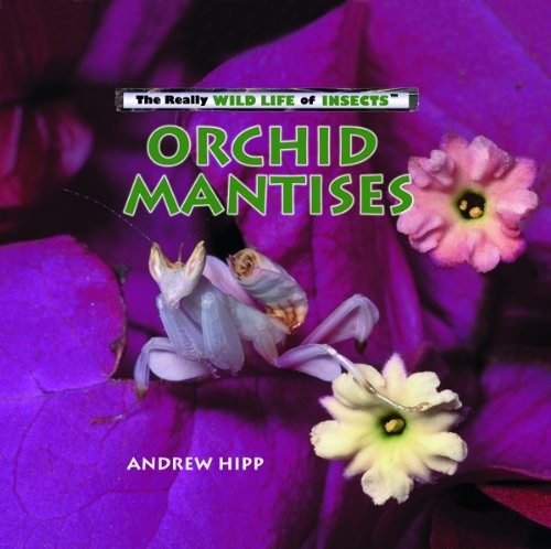 Orchid mantises really wild - mantises,